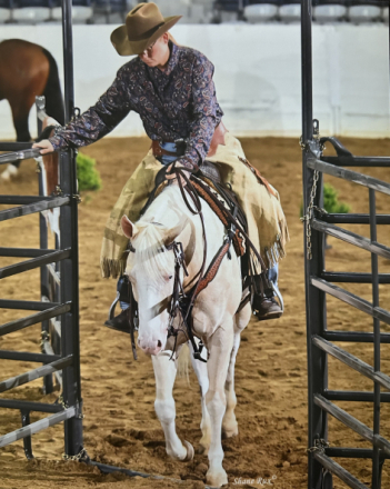HorseID: 2313026 BH A Boy Named Sue - PhotoID: 1098337