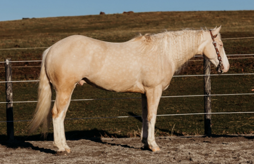 HorseID: 2313026 BH A Boy Named Sue - PhotoID: 1098338