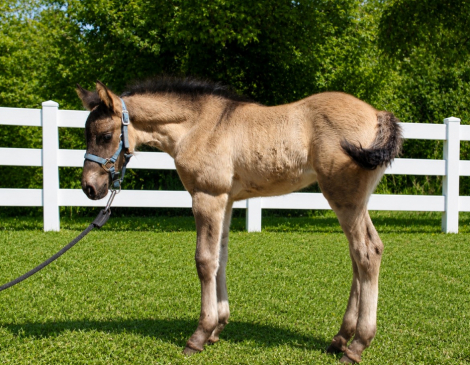 HorseID: 2313029 Unique Grulla Colt with Exceptional Potential - PhotoID: 1098342