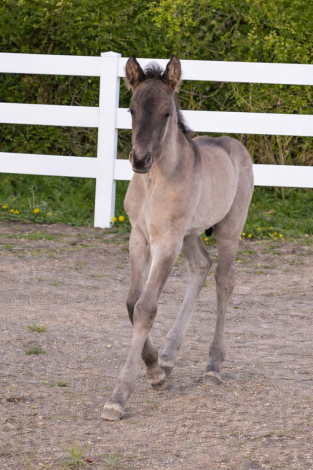 HorseID: 2313029 Unique Grulla Colt with Exceptional Potential - PhotoID: 1098343