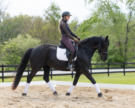 HorseID: 2313030 Tulip - PhotoID: 1098345
