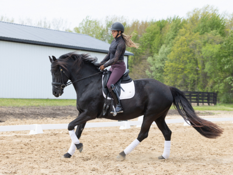 HorseID: 2313030 Tulip - PhotoID: 1098346