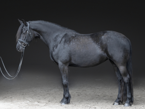 HorseID: 2313030 Tulip - PhotoID: 1098347