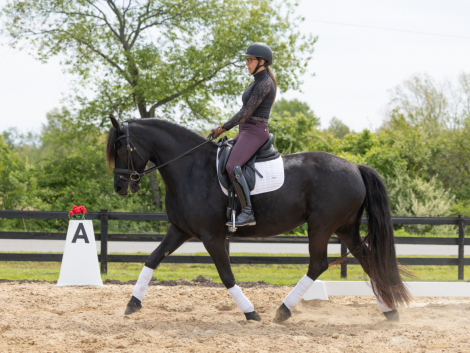 HorseID: 2313030 Tulip - PhotoID: 1098348
