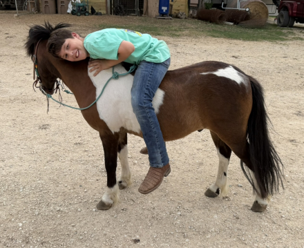 HorseID: 2313033 Patch - PhotoID: 1098324