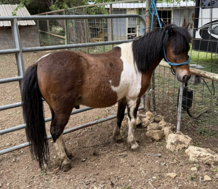 HorseID: 2313033 Patch - PhotoID: 1098325