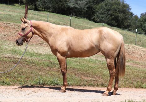 HorseID: 2313034 Alice - PhotoID: 1098350