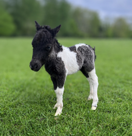 HorseID: 2313038 Suds - PhotoID: 1098356