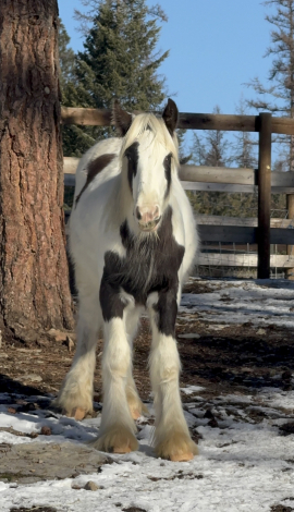 HorseID: 2313041 TRT’s Run Forrest Run - PhotoID: 1098357