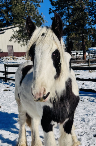 HorseID: 2313041 TRT’s Run Forrest Run - PhotoID: 1098358