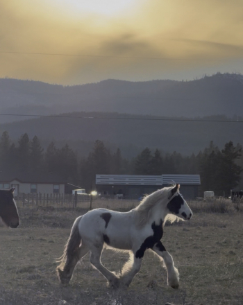 HorseID: 2313041 TRT’s Run Forrest Run - PhotoID: 1098359