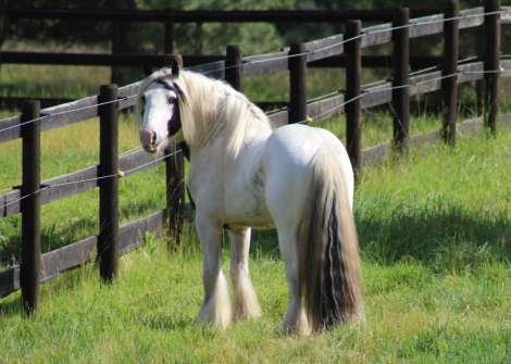 HorseID: 2313041 TRT’s Run Forrest Run - PhotoID: 1098360