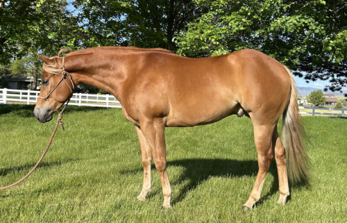 HorseID: 2313042 Snipper King - PhotoID: 1098361