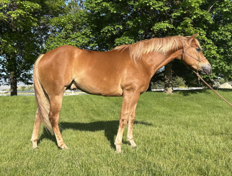 HorseID: 2313042 Snipper King - PhotoID: 1098362