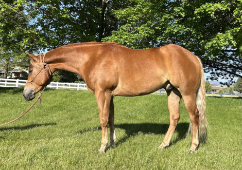 HorseID: 2313042 Snipper King - PhotoID: 1098363