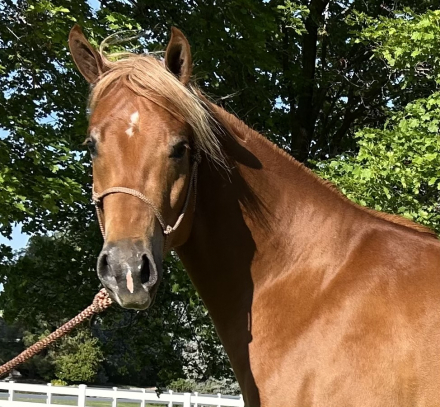 HorseID: 2313042 Snipper King - PhotoID: 1098364