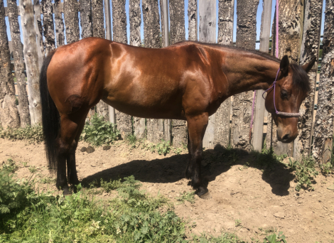 HorseID: 2313061 SHES PEPTO HIGHBROW - PhotoID: 1098405