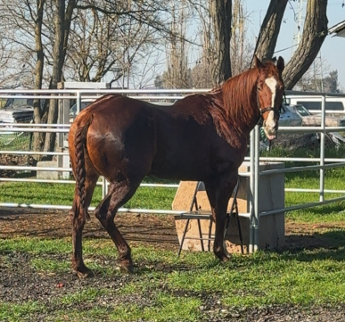 HorseID: 2313062 🧁CUPCAKE 🧁 - PhotoID: 1098406