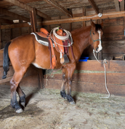 HorseID: 2313064 “Miss” - PhotoID: 1098409