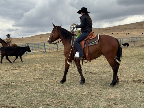HorseID: 2313064 “Miss” - PhotoID: 1098411