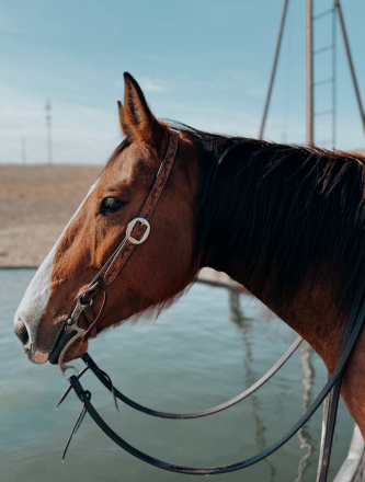 HorseID: 2313064 “Miss” - PhotoID: 1098412