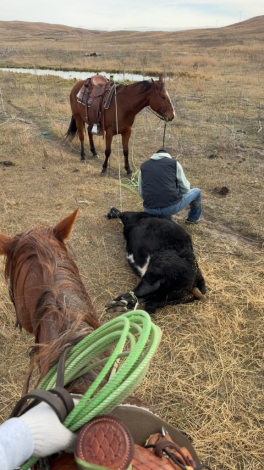 HorseID: 2313064 “Miss” - PhotoID: 1098413