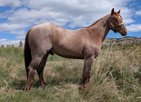 HorseID: 2313066 Stylin Blu Boon - PhotoID: 1098415