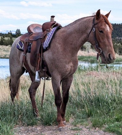 HorseID: 2313066 Stylin Blu Boon - PhotoID: 1098416