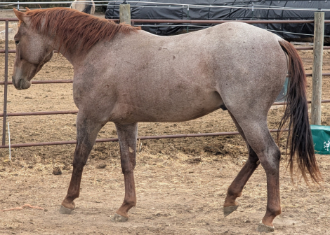 HorseID: 2313066 Stylin Blu Boon - PhotoID: 1098417