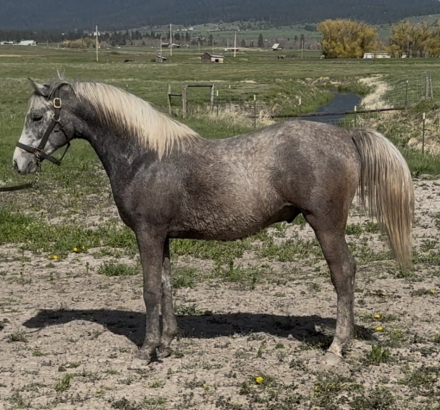 HorseID: 2313070 SGA Beau Dacious - PhotoID: 1098428