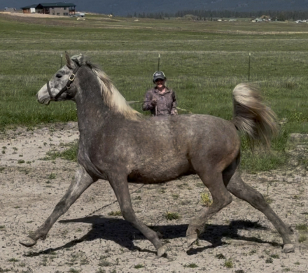 HorseID: 2313070 SGA Beau Dacious - PhotoID: 1098429