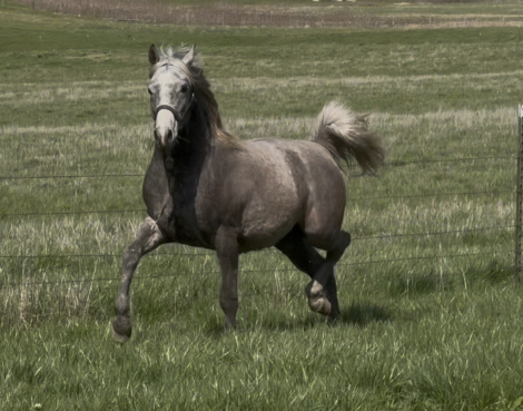 HorseID: 2313070 SGA Beau Dacious - PhotoID: 1098430