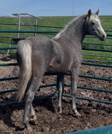 HorseID: 2313070 SGA Beau Dacious - PhotoID: 1098431