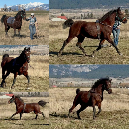 HorseID: 2313071 SGA Fixxation - PhotoID: 1098433