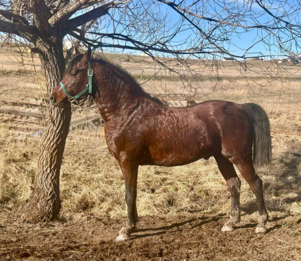 HorseID: 2313071 SGA Fixxation - PhotoID: 1098434