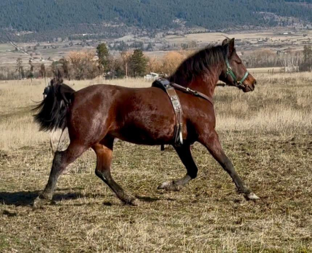 HorseID: 2313071 SGA Fixxation - PhotoID: 1098435