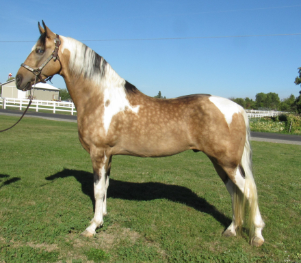 HorseID: 2313073 Miner's Final Magic - PhotoID: 1098506