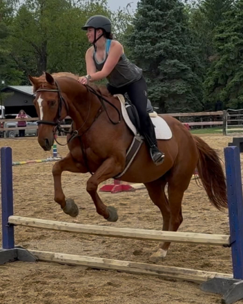 HorseID: 2313076 Cruzin Tatum - PhotoID: 1098437