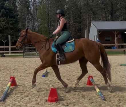 HorseID: 2313076 Cruzin Tatum - PhotoID: 1098438