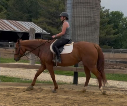 HorseID: 2313076 Cruzin Tatum - PhotoID: 1098440