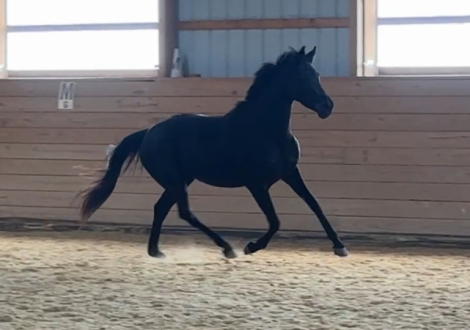 HorseID: 2313077 Sprite - PhotoID: 1098441