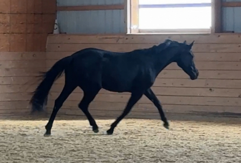 HorseID: 2313077 Sprite - PhotoID: 1098442
