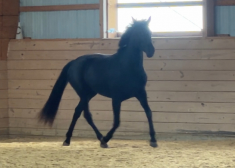 HorseID: 2313077 Sprite - PhotoID: 1098443