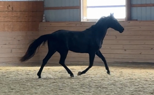 HorseID: 2313077 Sprite - PhotoID: 1098444