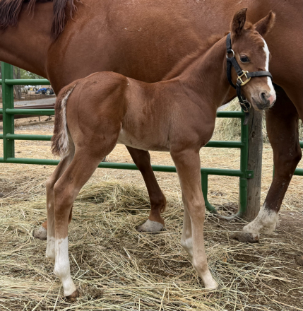 HorseID: 2313078 Boons Red Quixote - PhotoID: 1098445