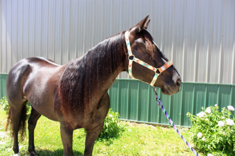 HorseID: 2313080 Black Holicattin - PhotoID: 1098448