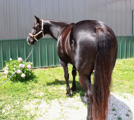 HorseID: 2313080 Black Holicattin - PhotoID: 1098449