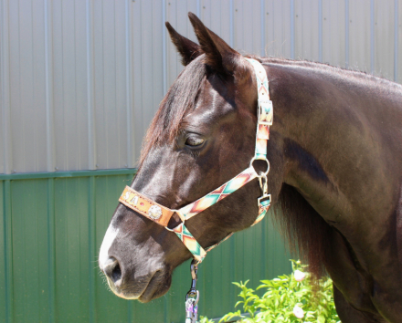 HorseID: 2313080 Black Holicattin - PhotoID: 1098450