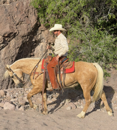 HorseID: 2313082 Sundown - PhotoID: 1098452