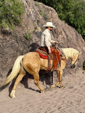 HorseID: 2313082 Sundown - PhotoID: 1098453